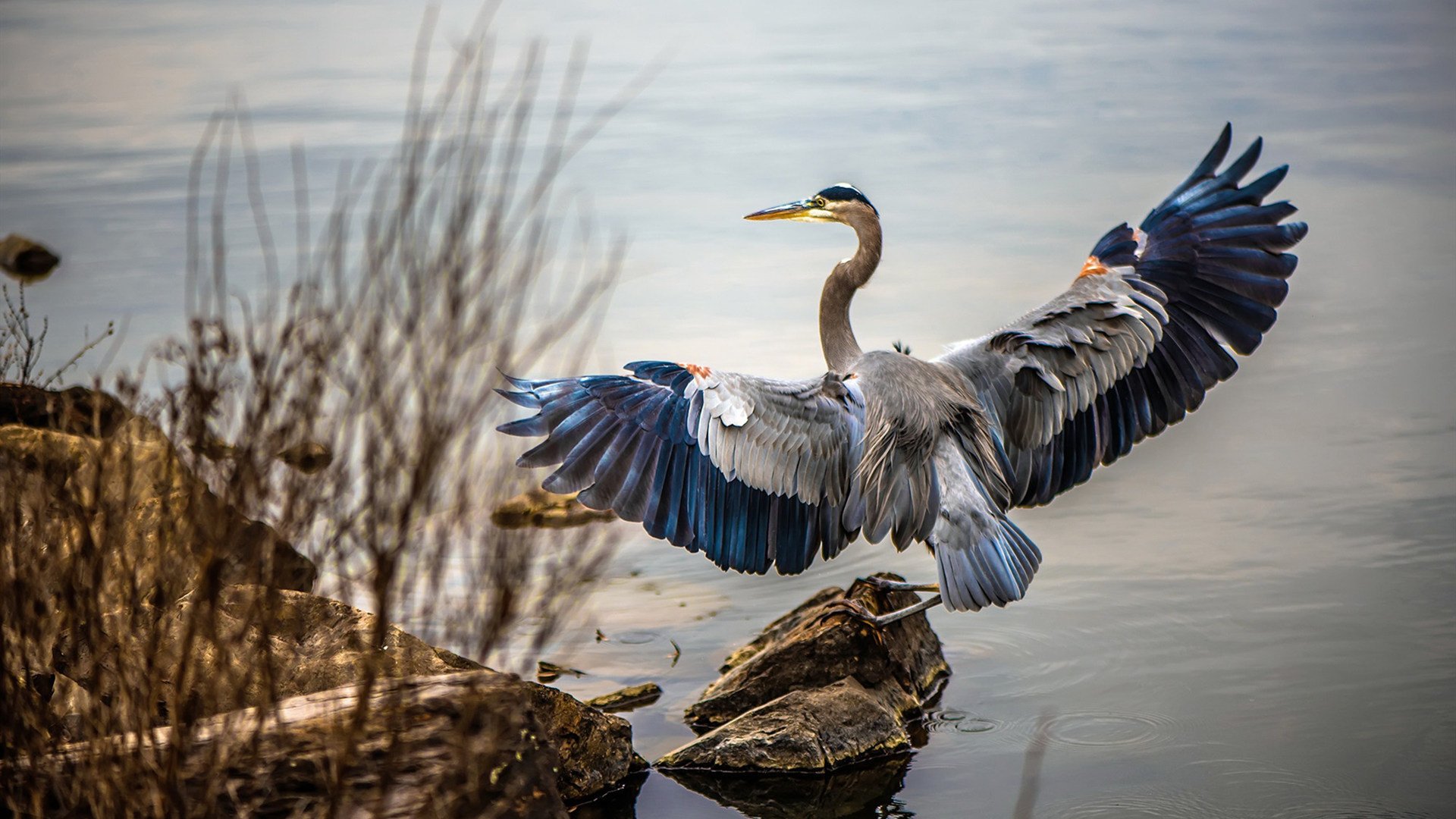 开云体育在线-奇迹惠灵顿！新西兰国家队补时绝杀，阿圭罗梦回巅峰独造三球击沉国际米兰