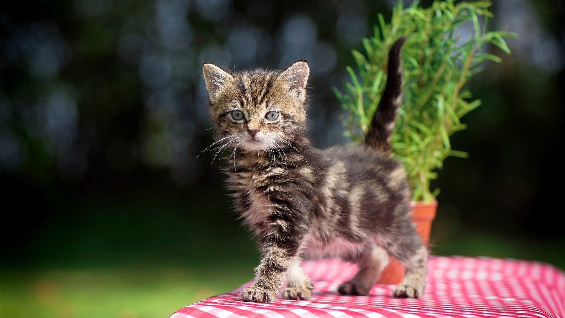 冰与火的协奏，米切尔以攻防转换之名重启亚特兰大