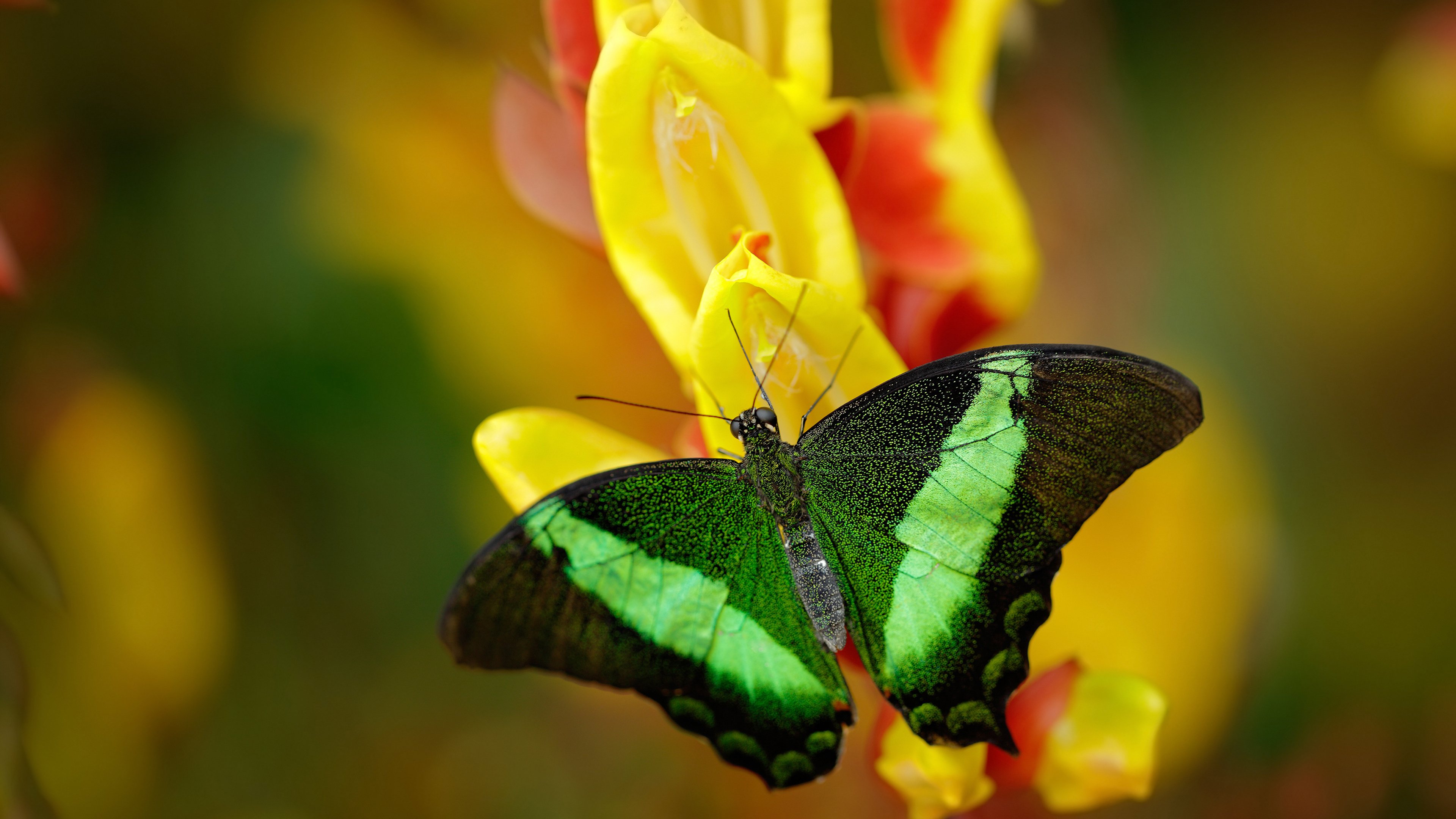 引擎轰鸣与篮球心跳，当F1上海街道赛遇见CBA季后赛的跨界碰撞