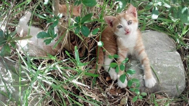 命运的十字路口,卡瓦哈尔的璀璨与几内亚的咆哮