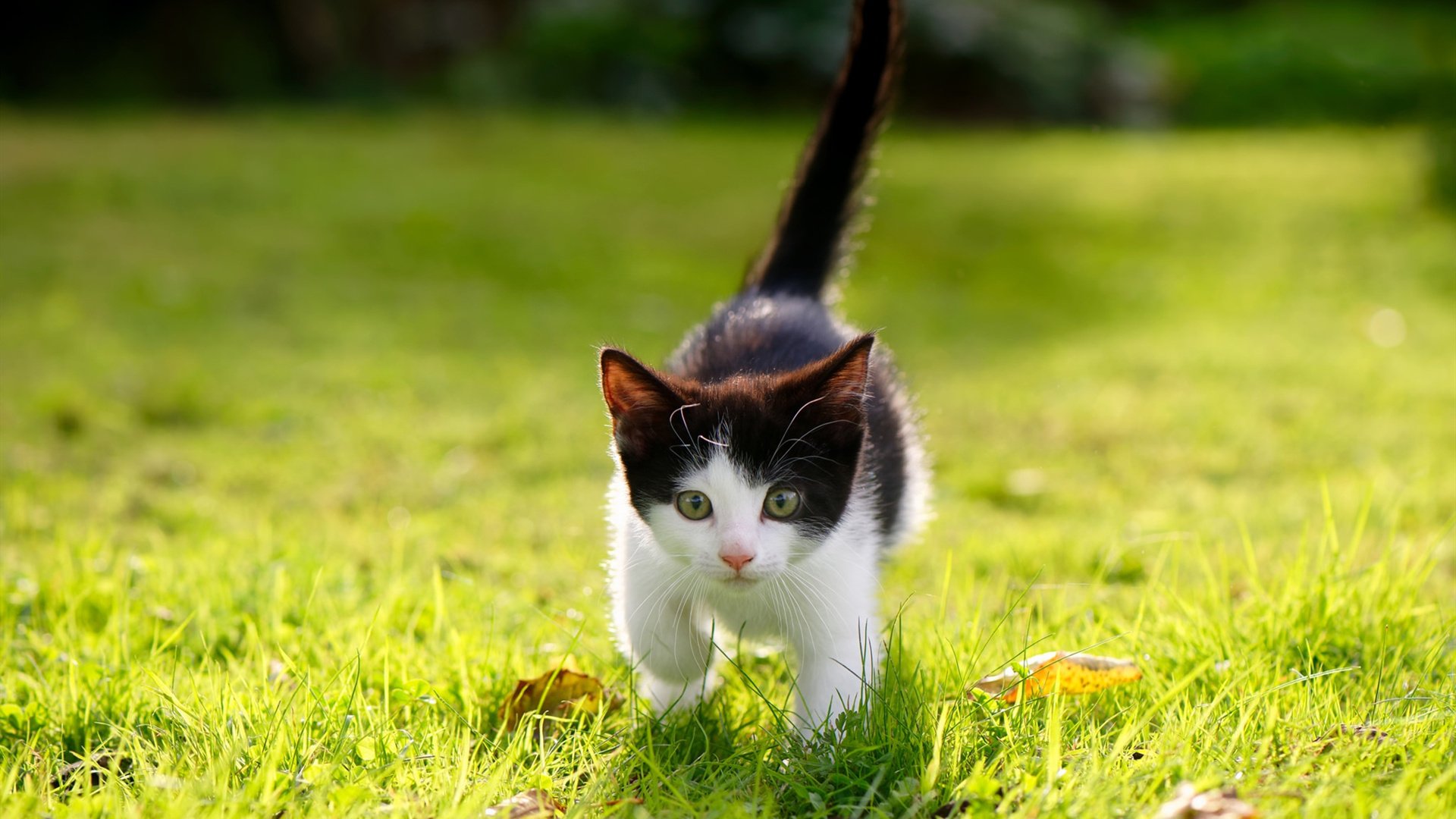 穆勒审判日，当拜仁利刃出鞘，阿根廷绝境逢走