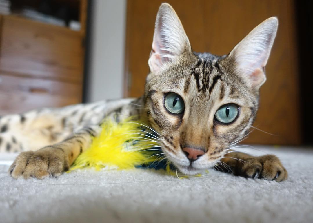 剧本早已写好,但C罗撕掉重来,比利亚雷亚尔单节风暴后的王者救赎