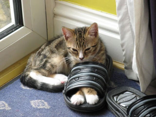 开云体育平台APP-压哨时刻的王者，牙买加与卡塞米罗，相隔万里的同一种心跳