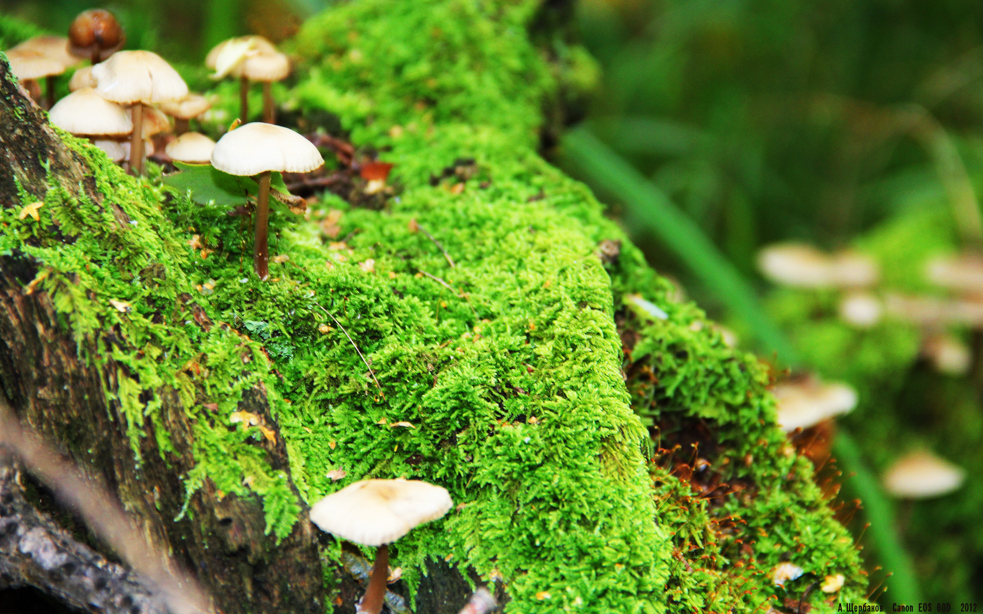 黑暗中的唯一恒星,孙兴慜如何于世界排名争夺之夜定义亚洲之光