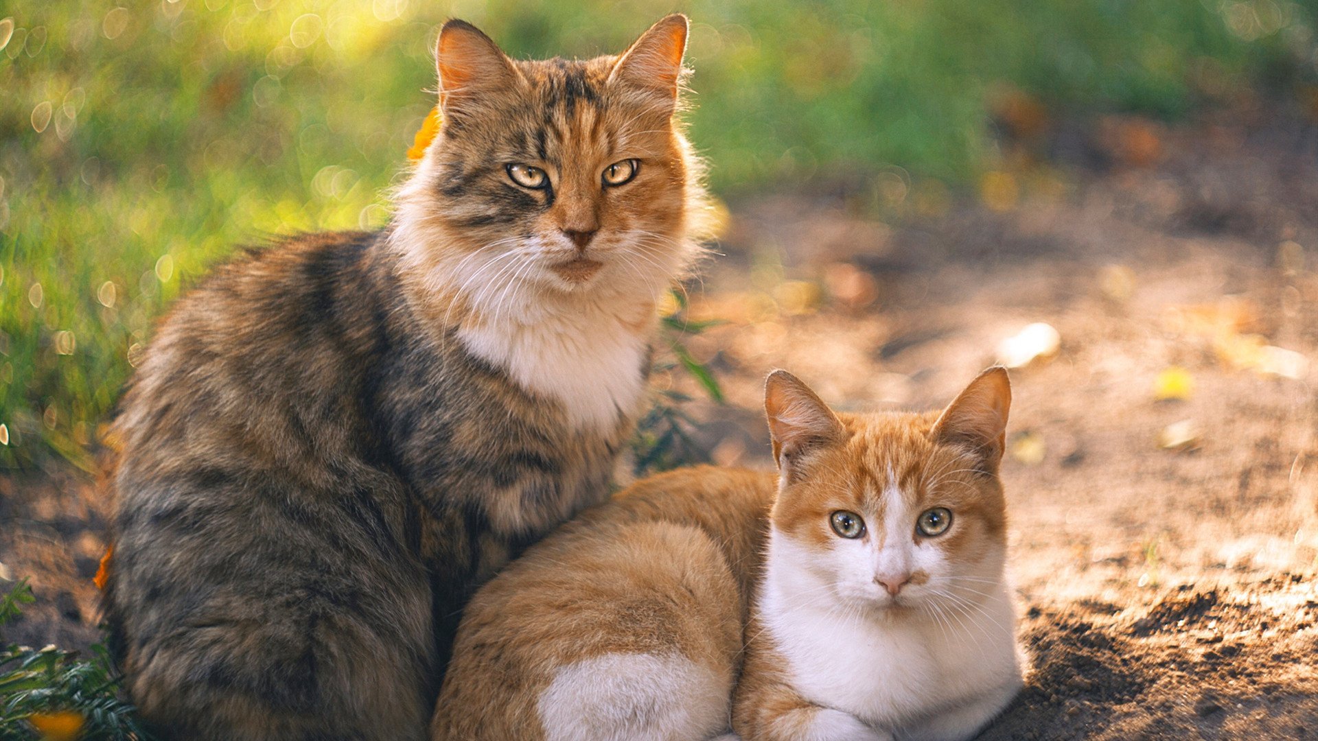 弗拉霍维奇新月式爆发！利物浦用双红会带走伊拉克的尊严？