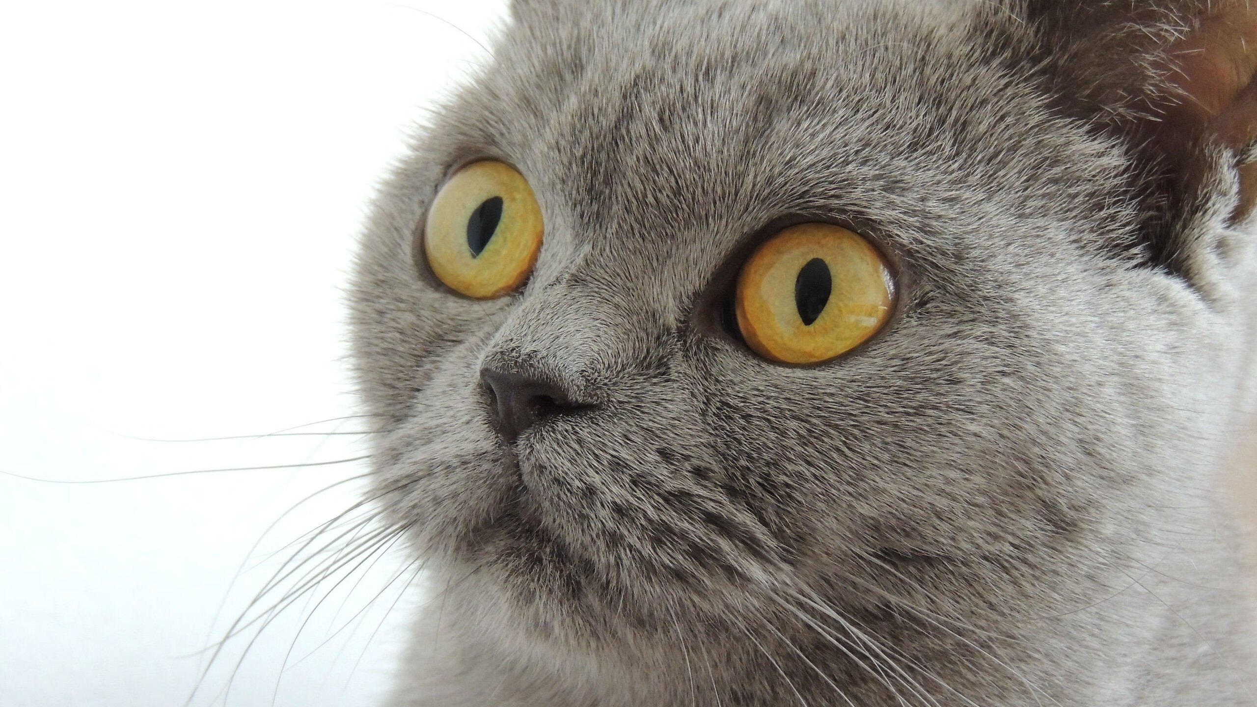 开云体育登录-钢刃撕裂寂静,压哨绝杀如何让一场普通比赛变成灰熊的图腾时刻