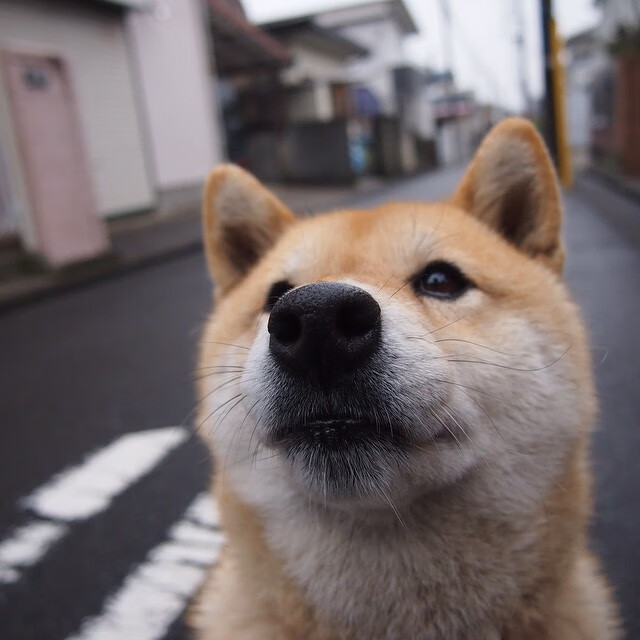 开云体育在线-卡马文加,以洪都拉斯风暴席卷尼斯防线