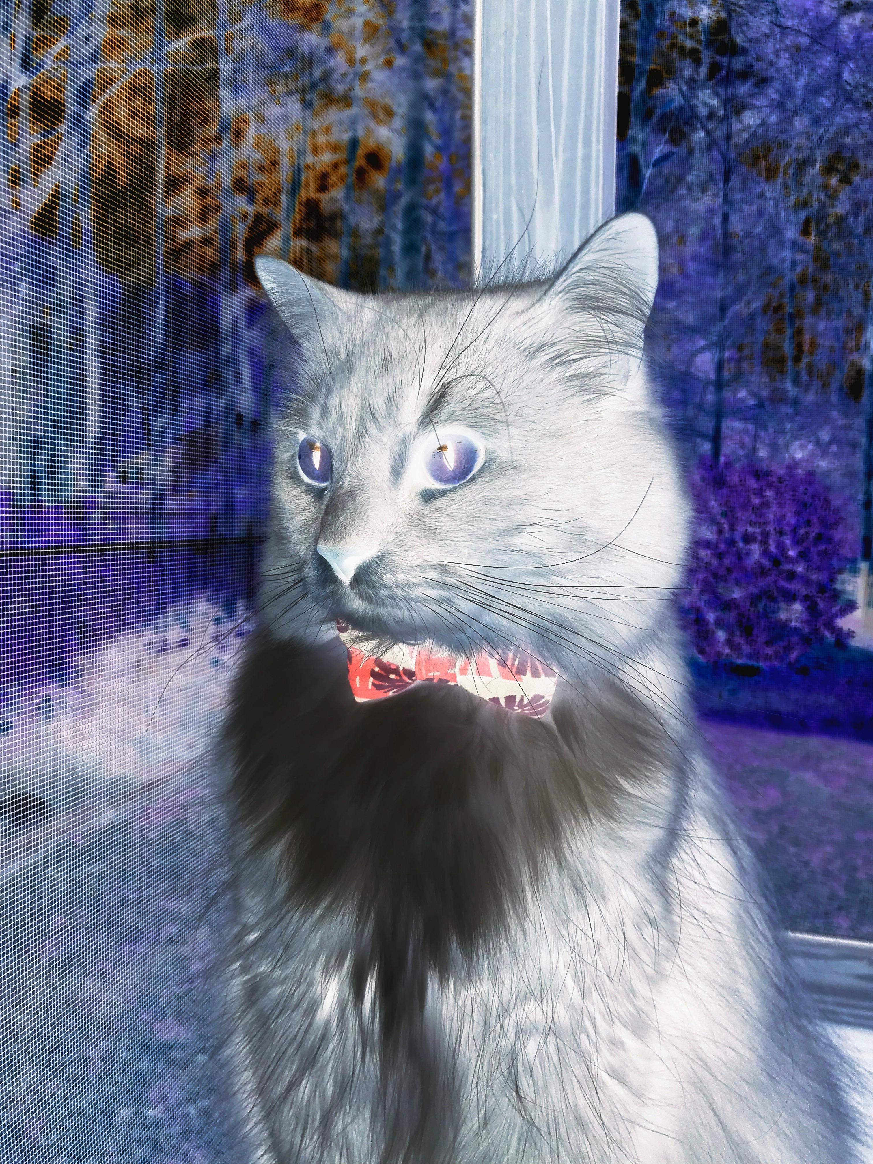 开云-橙色基因与未来交响,巴萨荷兰帮阴影下,佩德里年度焦点战强势接管