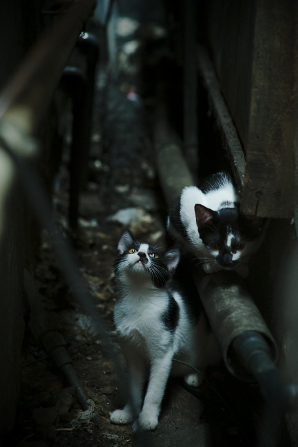 开云体育平台APP-当欧冠篮球遇上国家德比,阿森纳单节拉开西班牙,莱万完成自我救赎