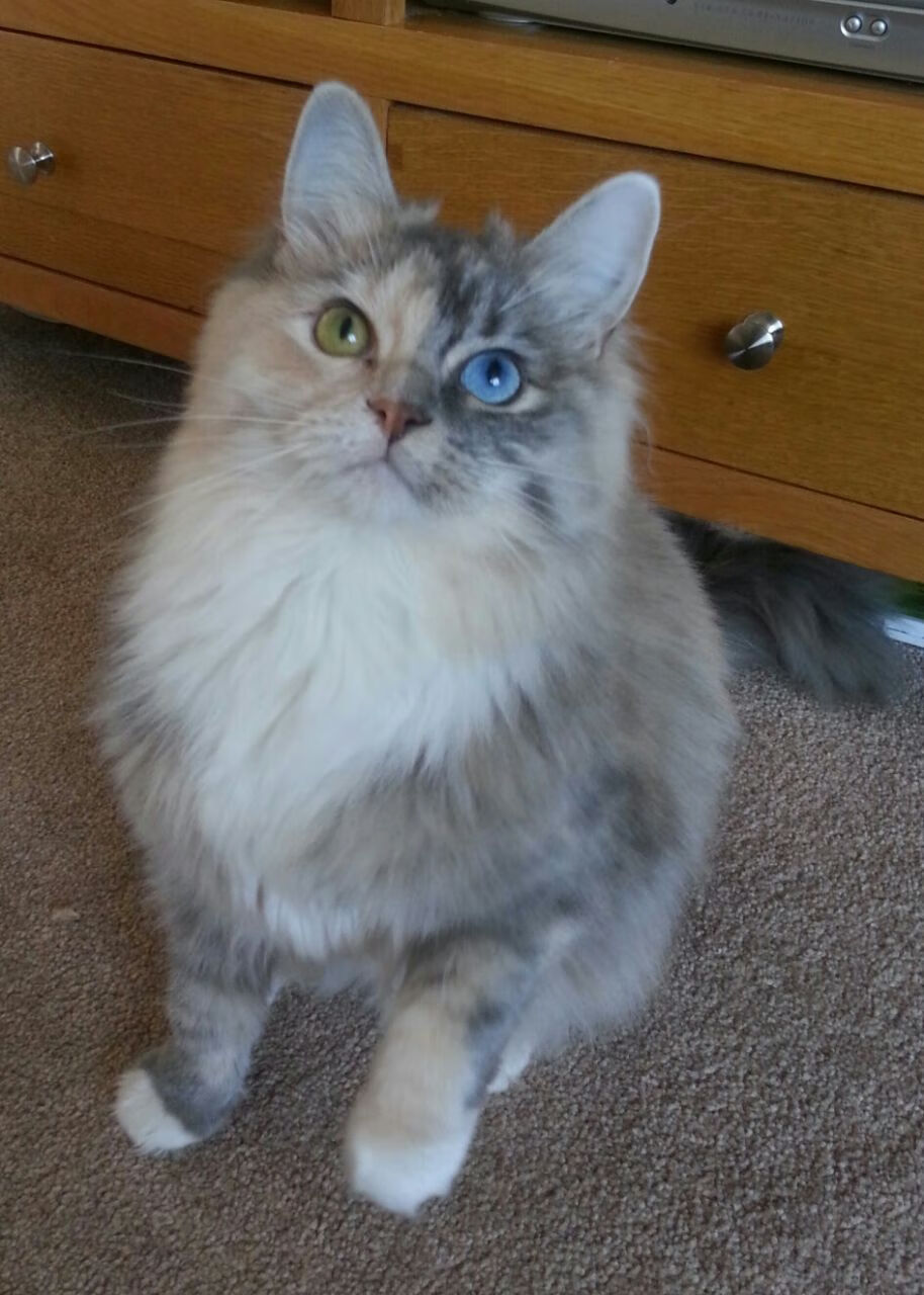 开云体育-跨洋连线，塔图姆冠军级表现引领开拓者，一波流带走山西队