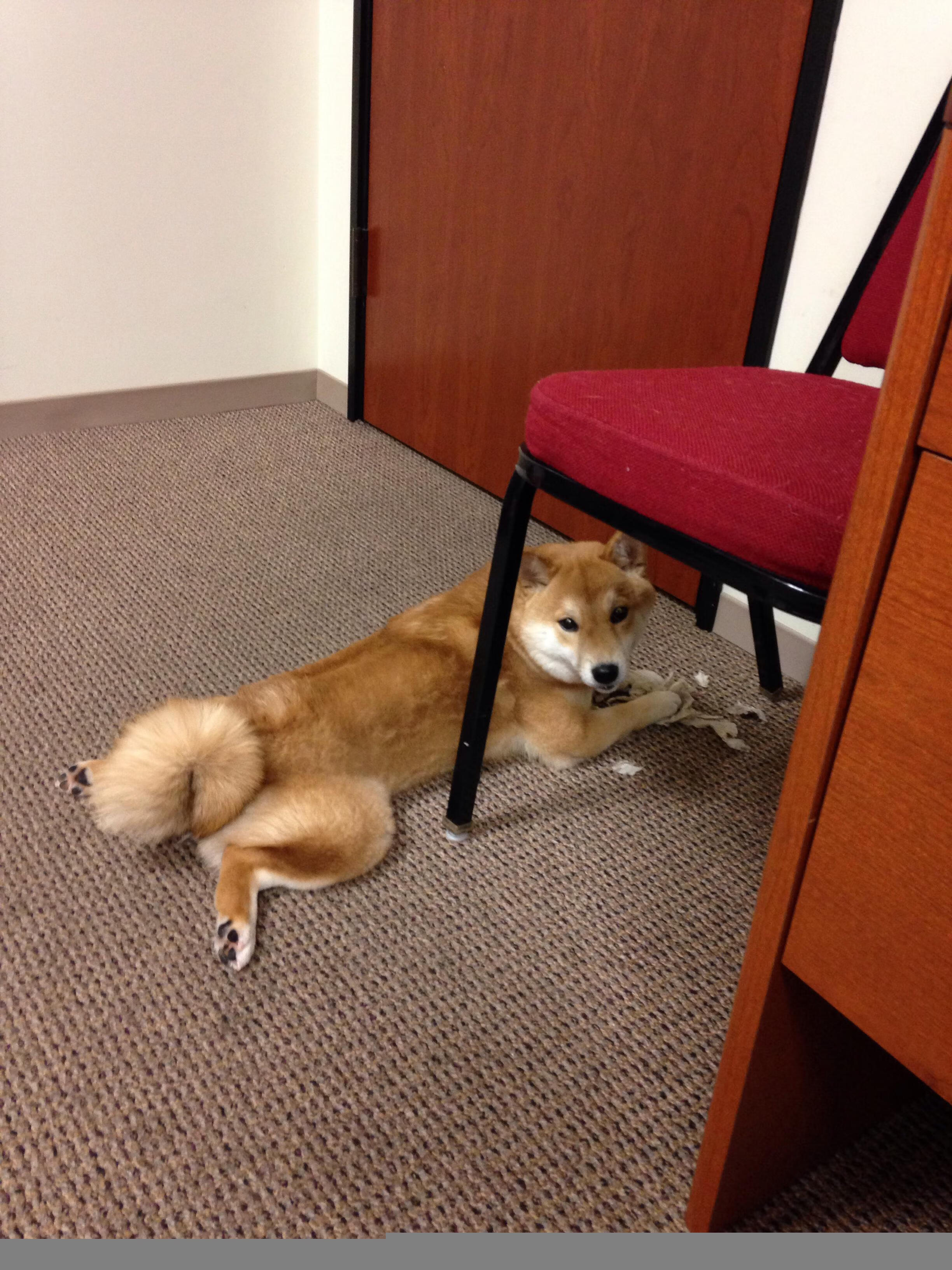 跨越海洋的篮球交响曲，马刺团队风暴席卷鹈鹕，小贾伦西甲德比独舞引燃欧洲