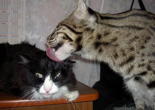 跨界接管者，北京队的闪电战与霍勒迪的街道狂想曲