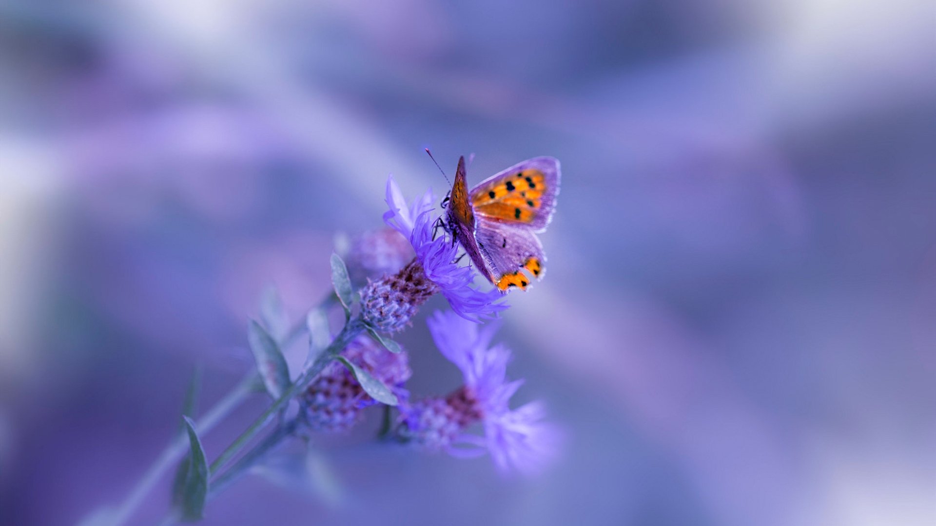 鏖战四十八分钟，最后两分钟的上帝，杰伦·格林如何杀死灰熊与黄蜂的战争